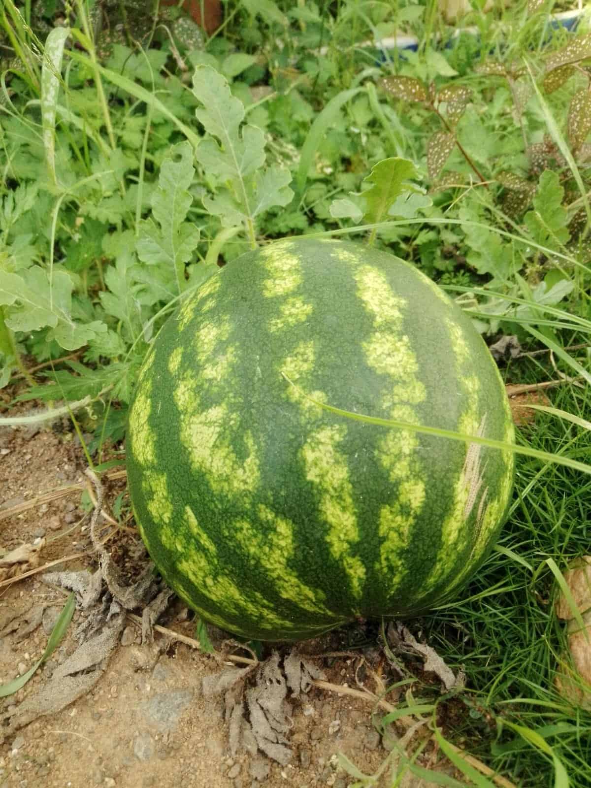 Pepeni verzi maturi cultura târzie septembrie octombrie recoltare câmp irigare picurare profit dublu 2-3 lei kg versus iulie 0.80-1.20 lei kg piață liberă retail furnizori locali