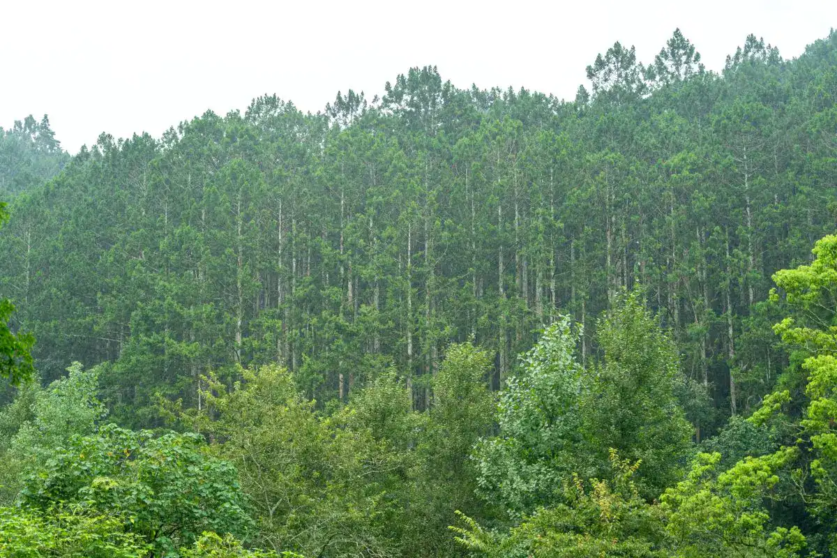 Acțiune de plantare de puieți forestieri (salcâm, ulm de Turkestan, dud) în zona deșertificată