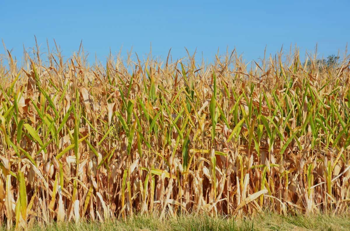 Seceta extremă din ultimii ani a transformat porumbul fără irigații dintr-o investiție sigură într-un pariu riscant cu pierderi de mii de lei pe hectar