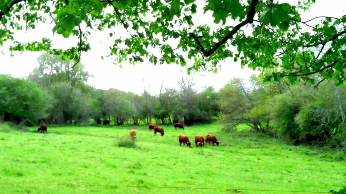 Pășune permanentă agricultura ecologică animale păşunat subvenții APIA 2026 profit 2042 lei hectar combinare BISS 99 euro CRISS 50 euro BIO Pachetul 6 39 euro HNV 142 euro cosit manual 100 euro încărcătură 0.3-0.7 UVM hectar biodiversitate