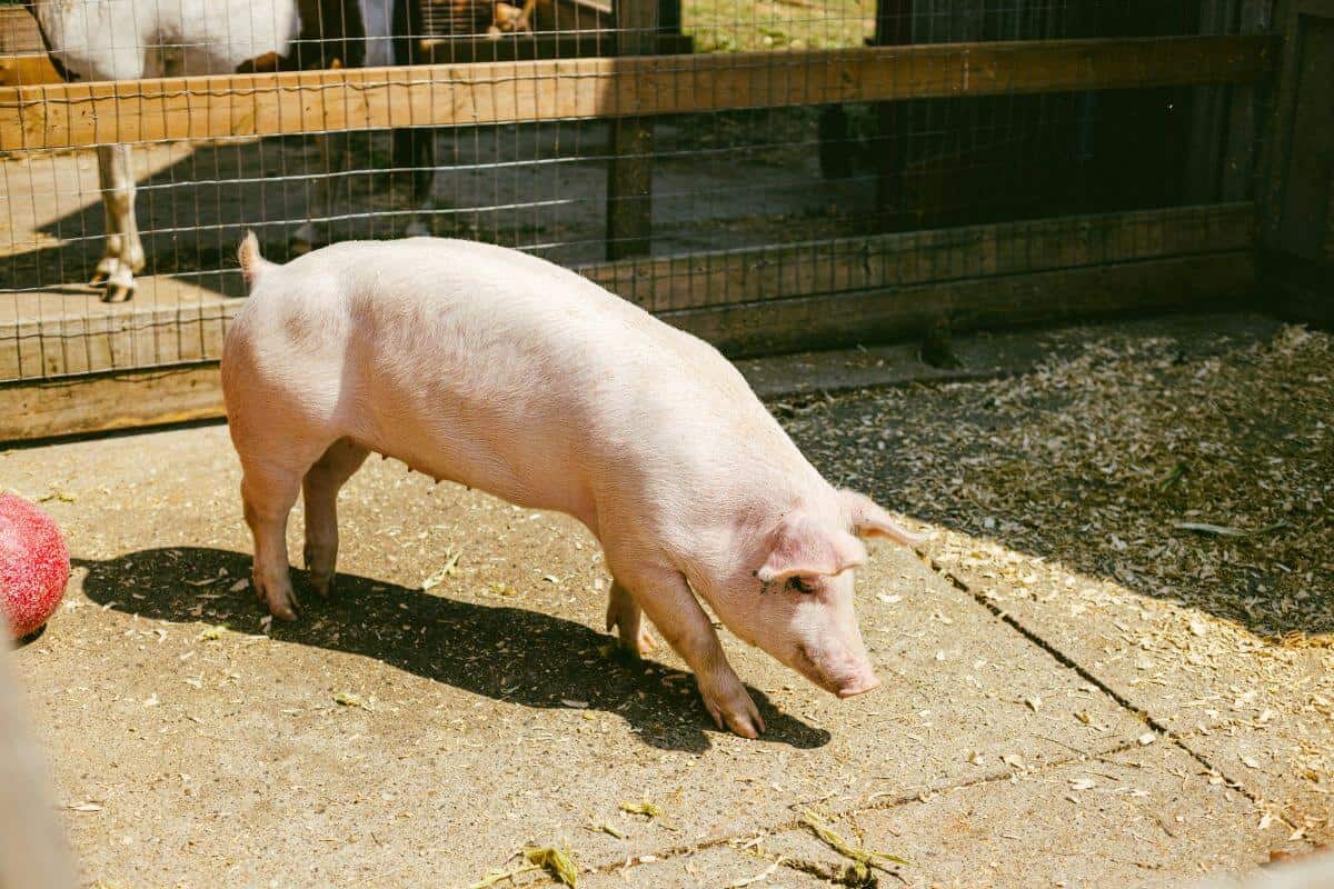 R-06 bunăstarea animalelor porcine condiții superioare spațiu crescut fermă modernă APIA 2026