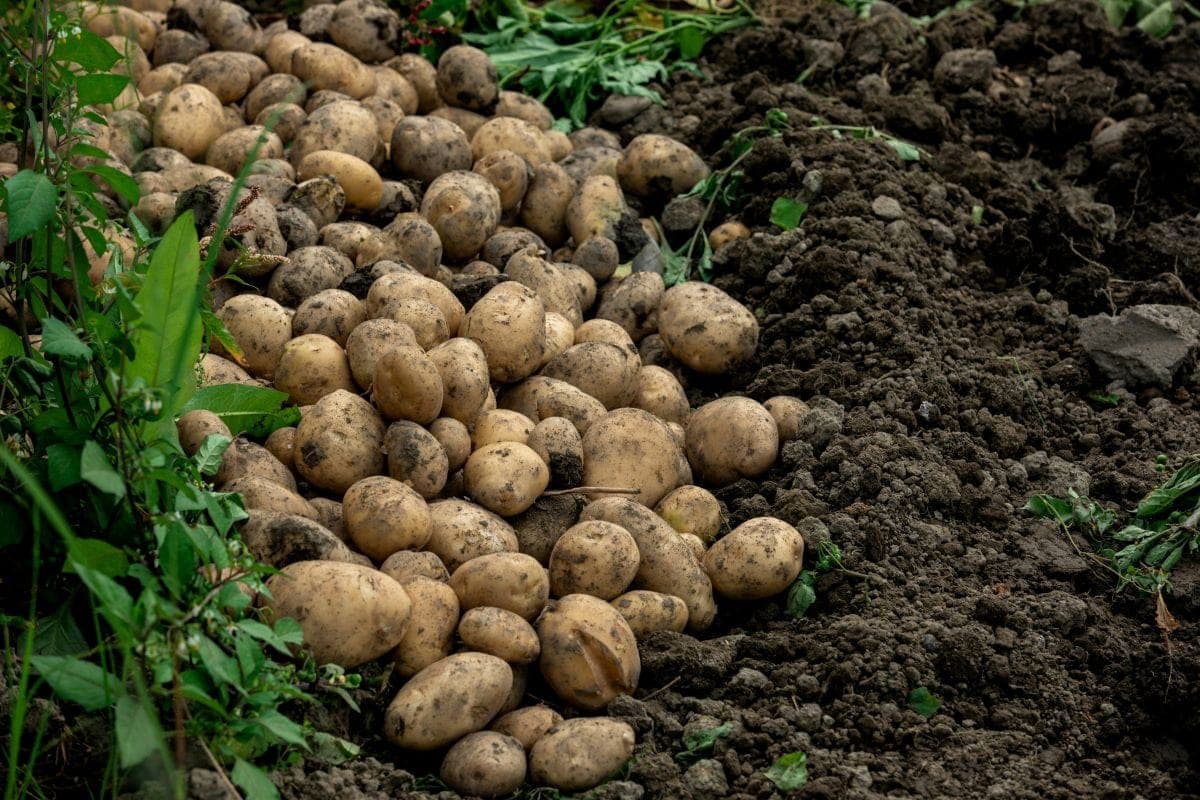 Utilaje agricole cartofi plantatoare recoltoare DR-16 700.000 EUR finanțare