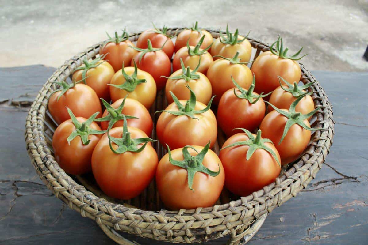 Cultura de roșii în solar poate genera 77-150 RON profit net pe mp în 2026 cu tehnologie adaptată și marketing diferențiat