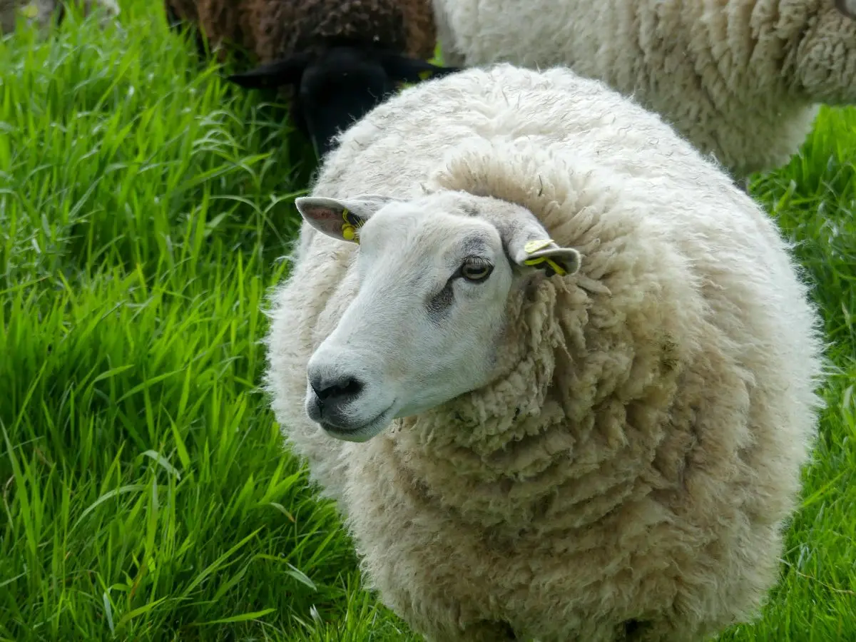 Oi la pășunat în România - Subvenție PD-24 APIA 2026 de 20,80 euro per cap pentru ovine și caprine