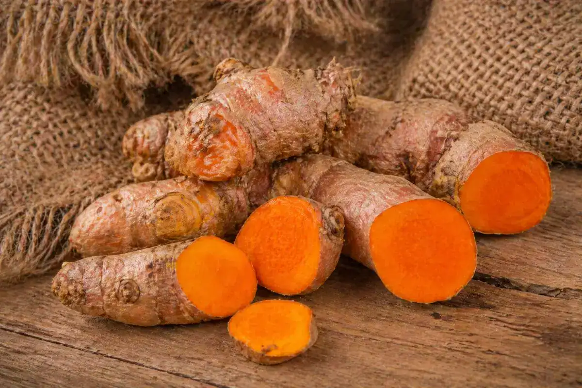 Cultura curcuma turmeric România 2026 — cultivare în solar și câmp, rizomi proaspeți, ghid complet pentru fermieri mici