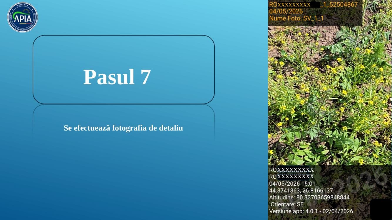 Pasul 7 GeoFoto APIA – Fotografia de detaliu cu coordonatele GPS, data și ID-ul fermierului înregistrate automat (sursă: tutorial oficial APIA)